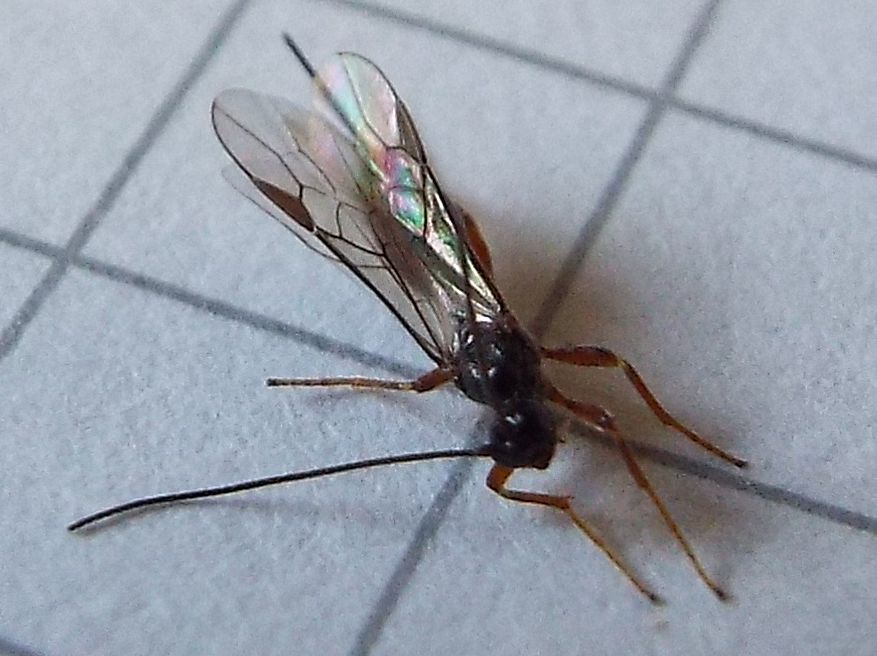 Braconidae